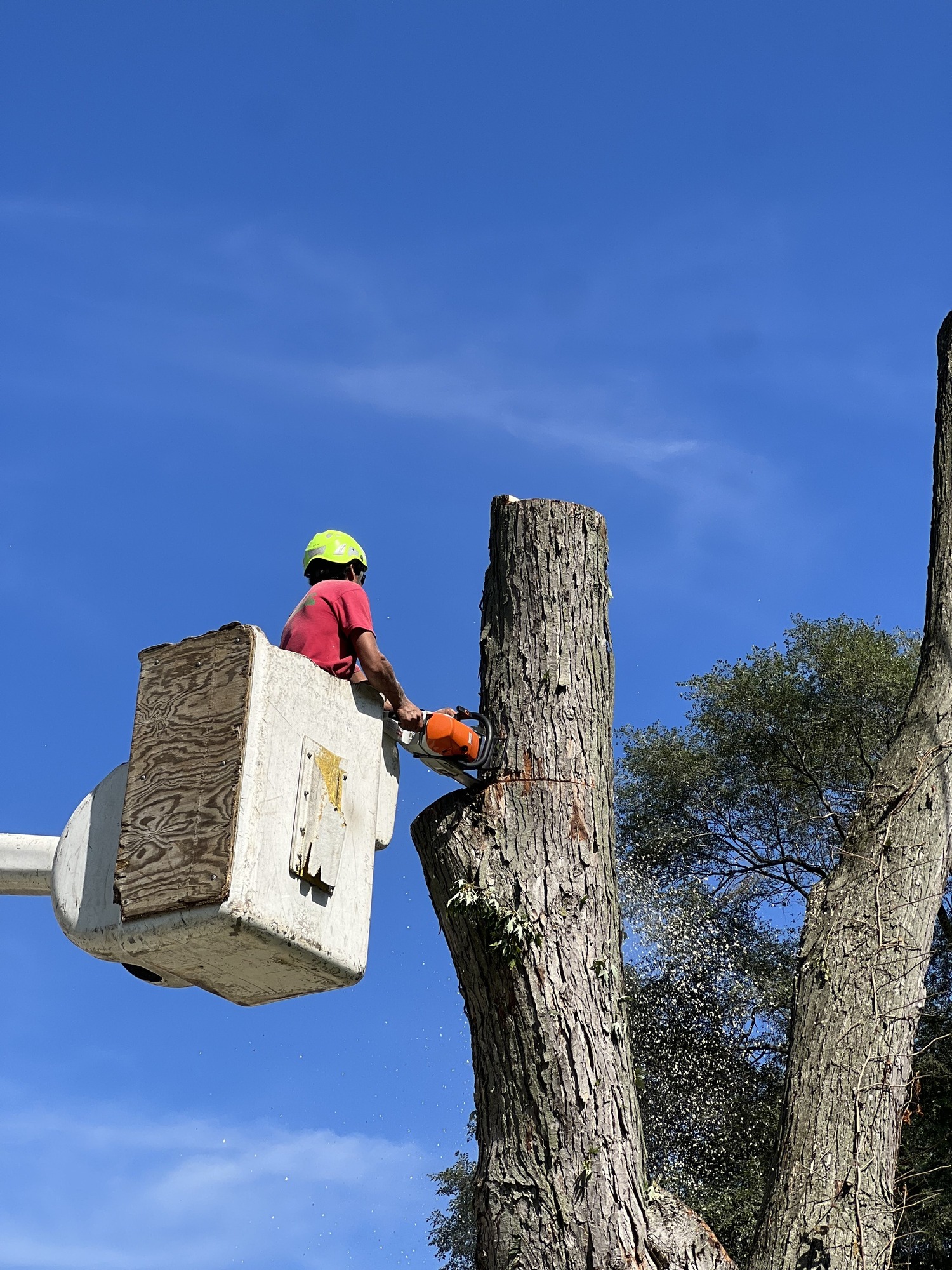 tree trimming in Warrenville IL Tree trimming in Warrenville IL