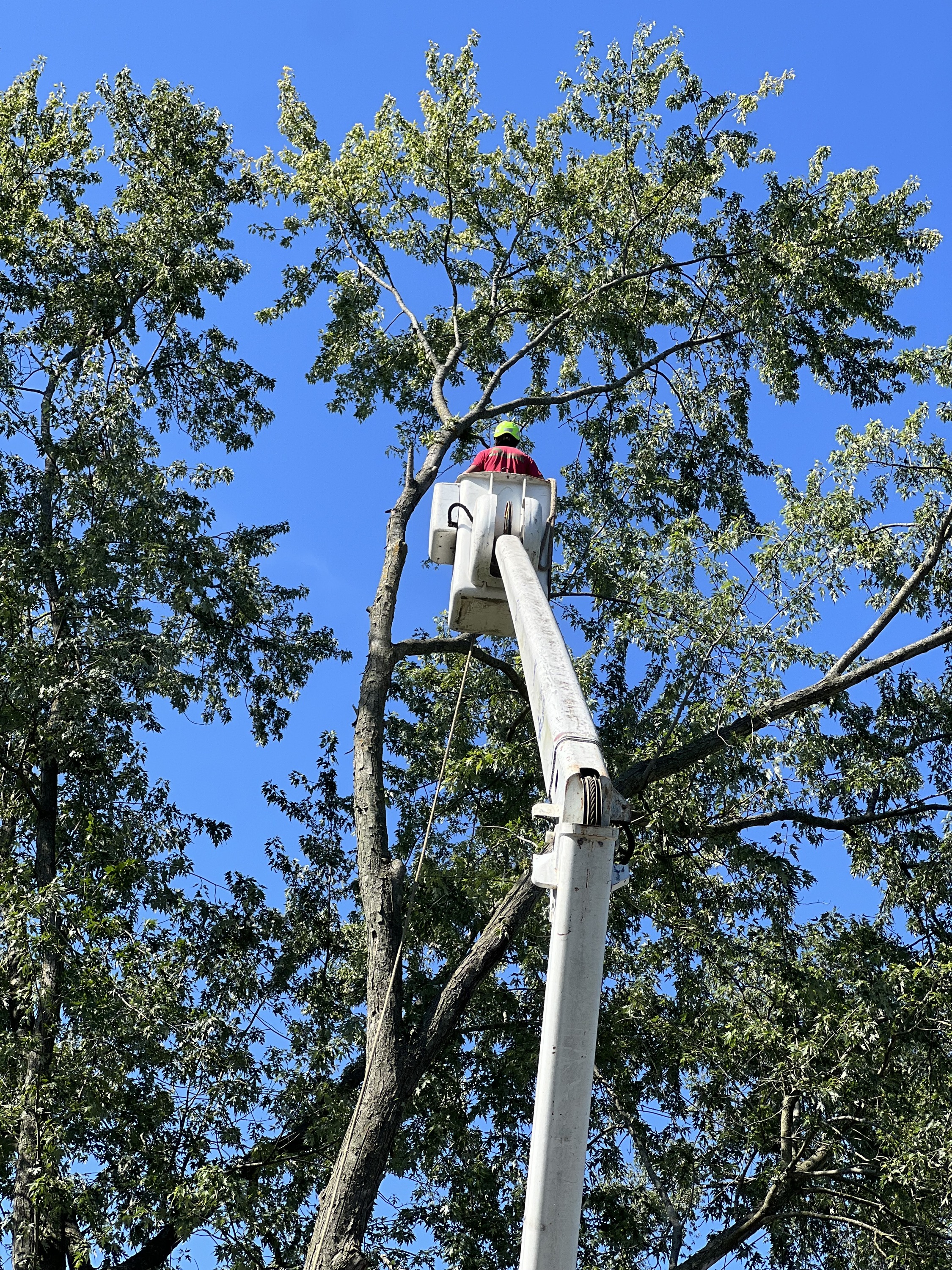 Tree trimming in Winfield IL