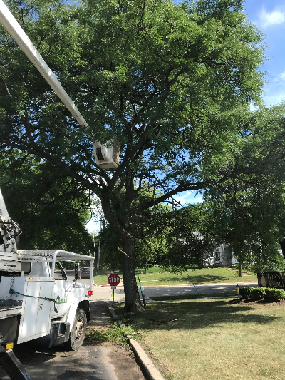 Tree Trimming
