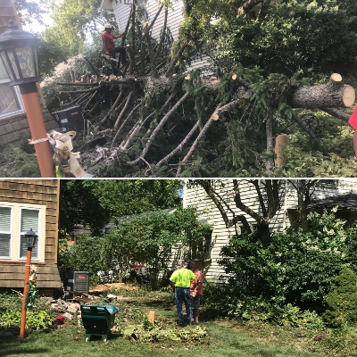 emergency tree removal in Winfield IL