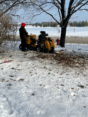 stump grinding in Winfield IL